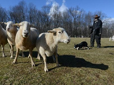 Gene Sheninger and Sheep